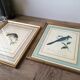 Paire de cadres, gravures anciennes oiseaux