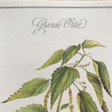 Botanical plank the great nettle