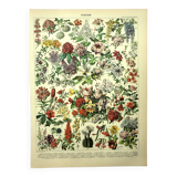 Gravure botanique 1897 - Fleurs et plantes, arbres