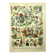 Gravure botanique 1897 - Fleurs et plantes, arbres
