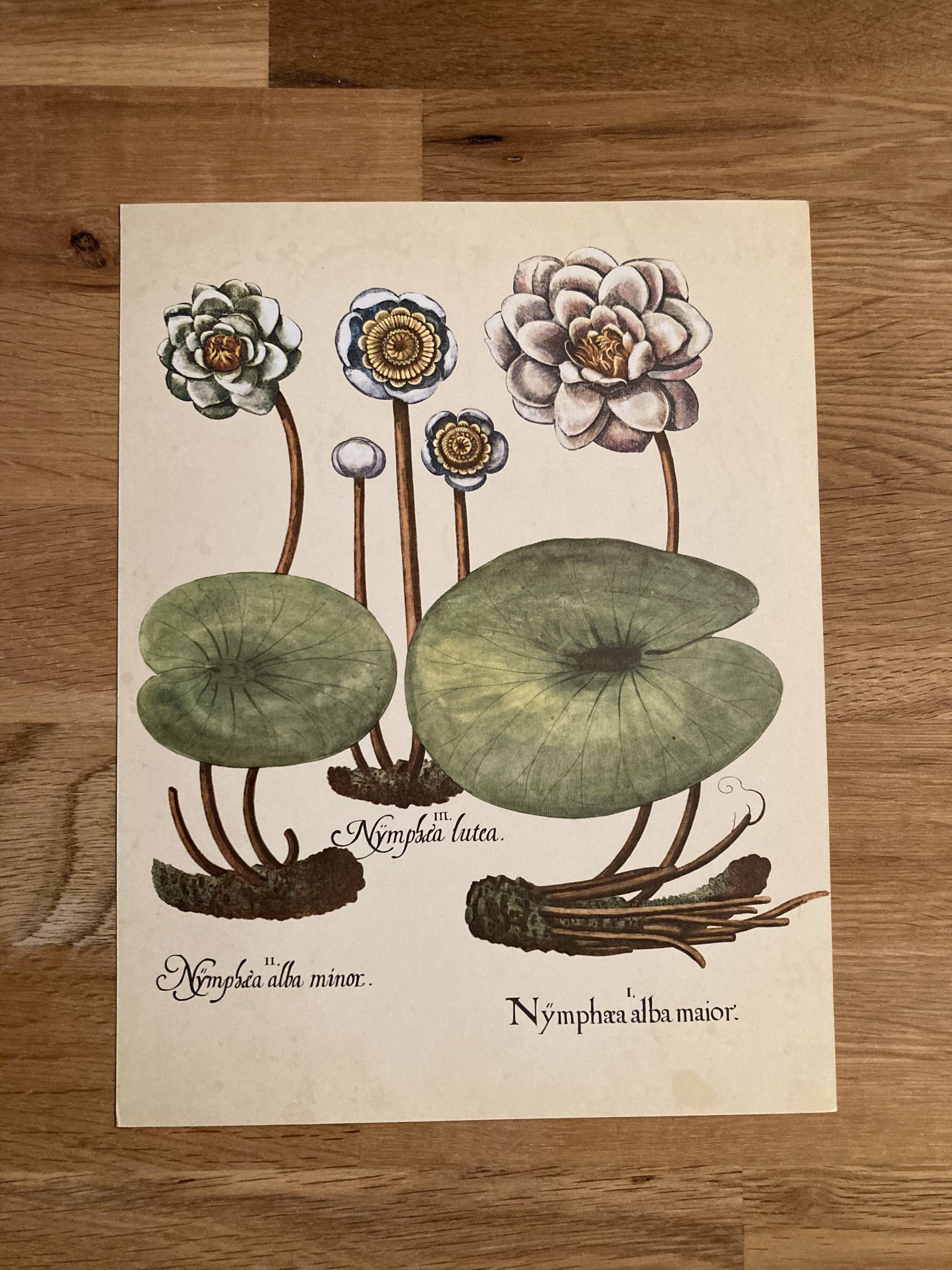 Botanical poster Nymphea alba