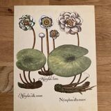 Botanical poster Nymphea alba