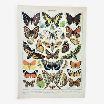 Gravure ancienne 1898, Papillons d'Europe, insectes • Lithographie, Planche originale