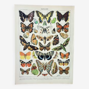 Old engraving 1898, European butterflies, insects • Lithograph, Original plate