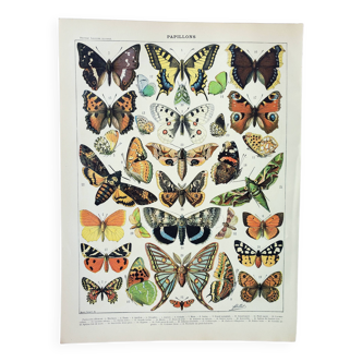 Gravure ancienne 1898, Papillons d'Europe, insectes • Lithographie, Planche originale