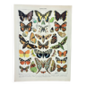 Gravure ancienne 1898, Papillons d'Europe, insectes • Lithographie, Planche originale