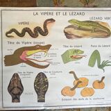 Affiche scolaire ancienne Rossignol - Familles d’Oiseaux / La Vipère