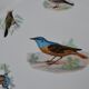 Pie dish Porcelaine du Berry L. Lourioux motif birds aviary