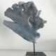 Ancient blue coral