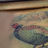 Old table presentation phasaianus versicolor- japanese pheasants