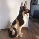 Chien Berger Allemand en faïence