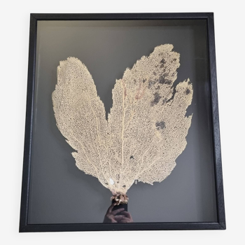 Coral fan, "Gorgone" framed under glass, 66 cm