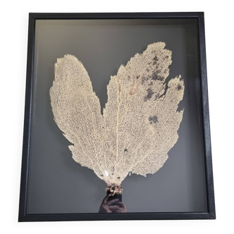 Coral fan, "Gorgone" framed under glass, 66 cm