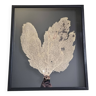Coral fan, "Gorgone" framed under glass, 66 cm