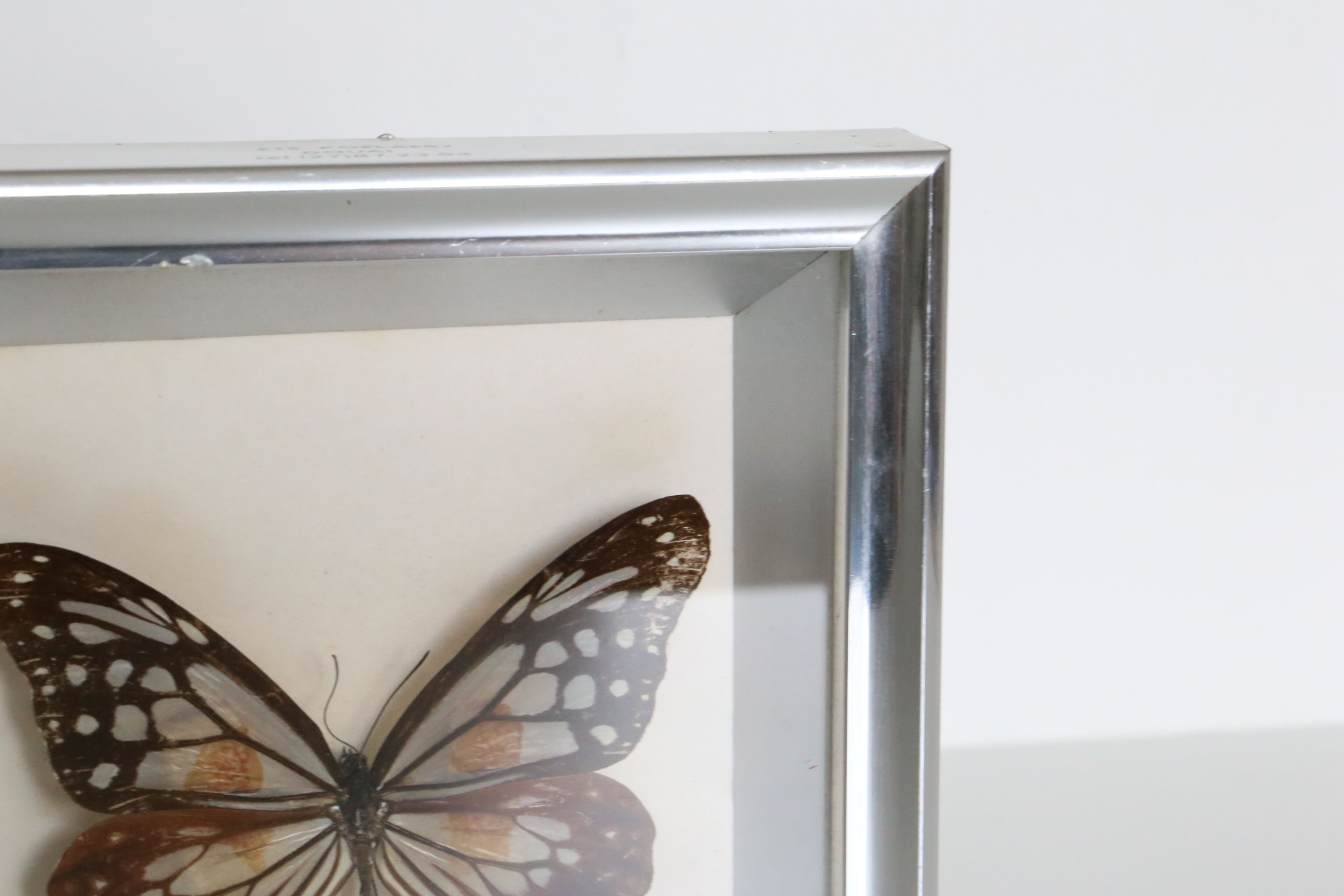 Naturalized Butterfly frame, Caduga SITA Niphonica