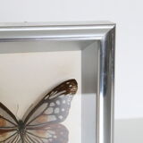 Naturalized Butterfly frame, Caduga SITA Niphonica