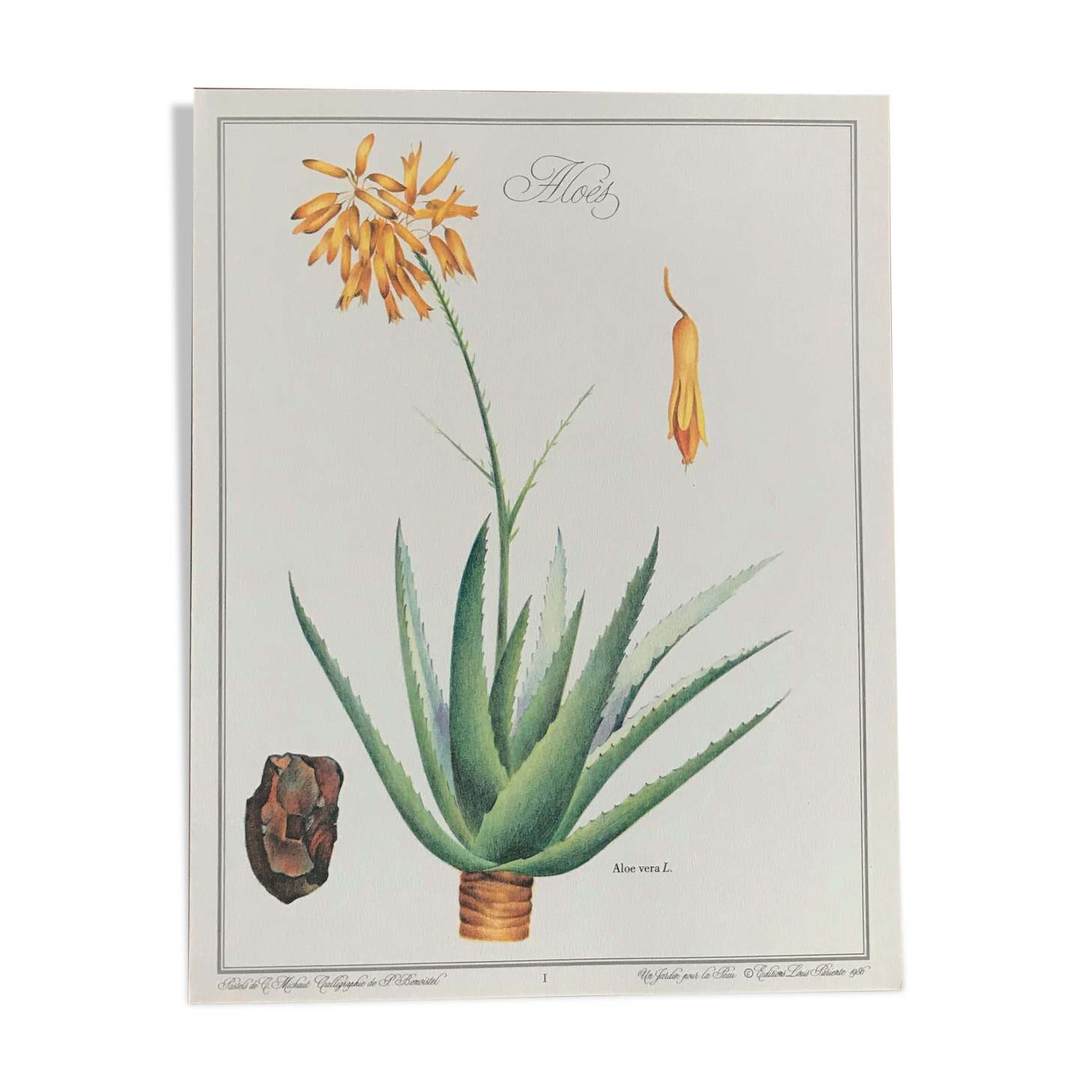 Aloes botanical board