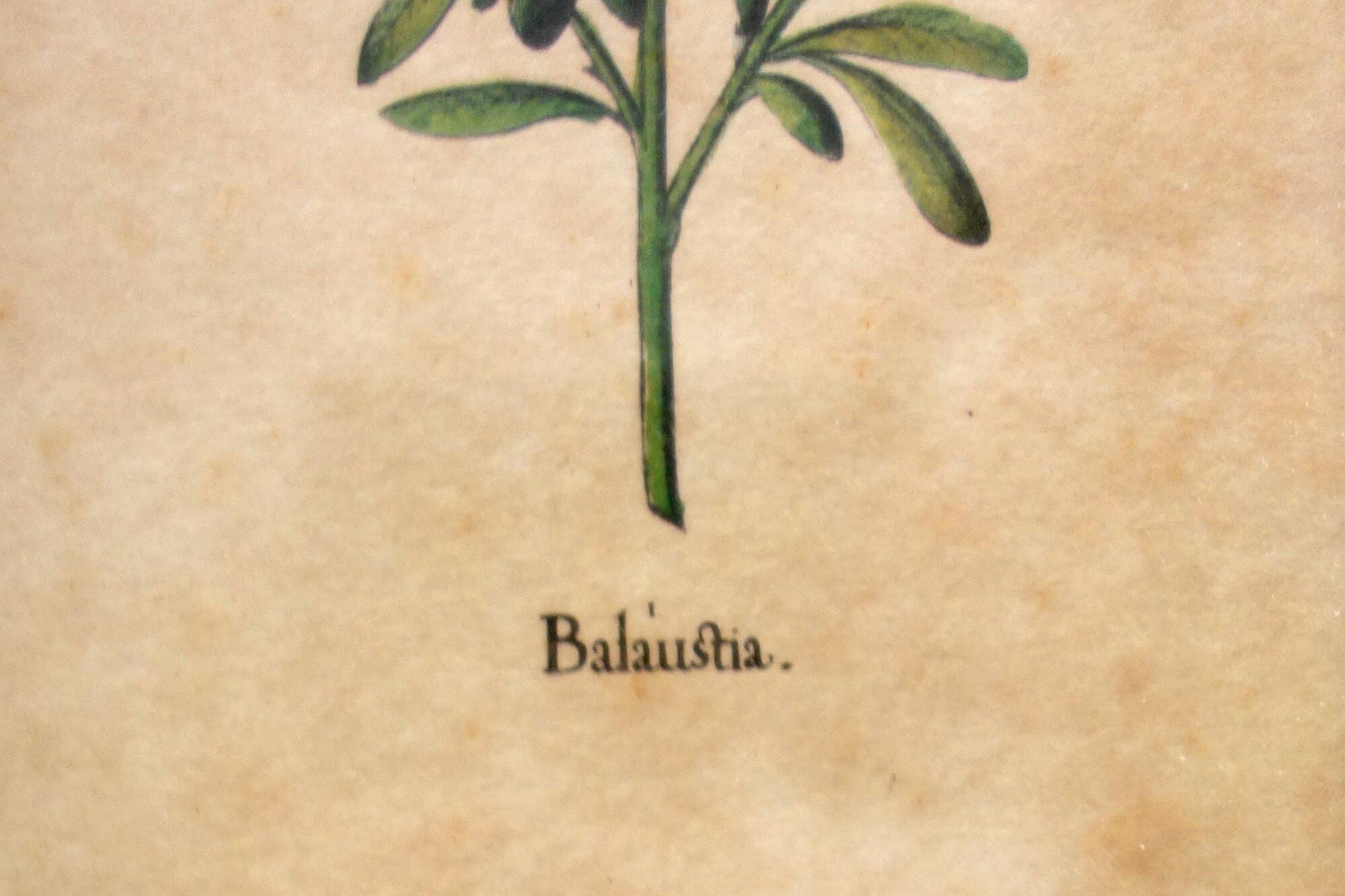 Set of 4 vintage plant botanical lithograph paintings