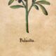 Set of 4 vintage plant botanical lithograph paintings
