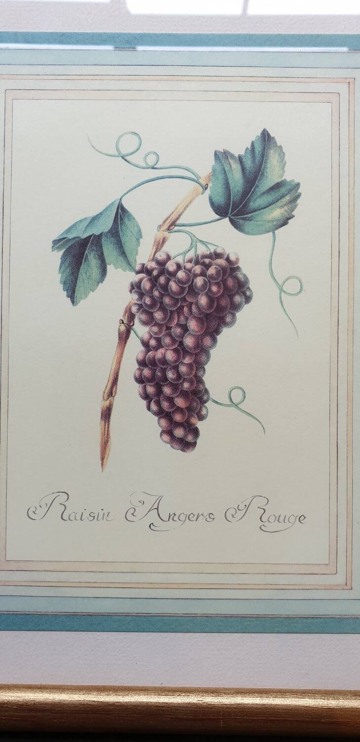 Planche botanique raisin d'Angers