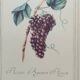 Planche botanique raisin d'Angers