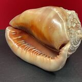 Shell: conch? reunion island - 18 x 12 x 12 cm