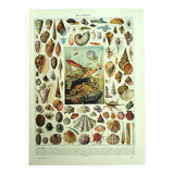 Antique lithograph 1928 - Mollusk, shell, snail, animals