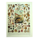 Antique lithograph 1928 - Mollusk, shell, snail, animals