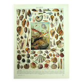 Antique lithograph 1928 - Mollusk, shell, snail, animals