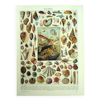 Antique lithograph 1928 - Mollusk, shell, snail, animals