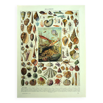 Lithographie ancienne 1928 - Mollusque, coquillage, escargot, animaux