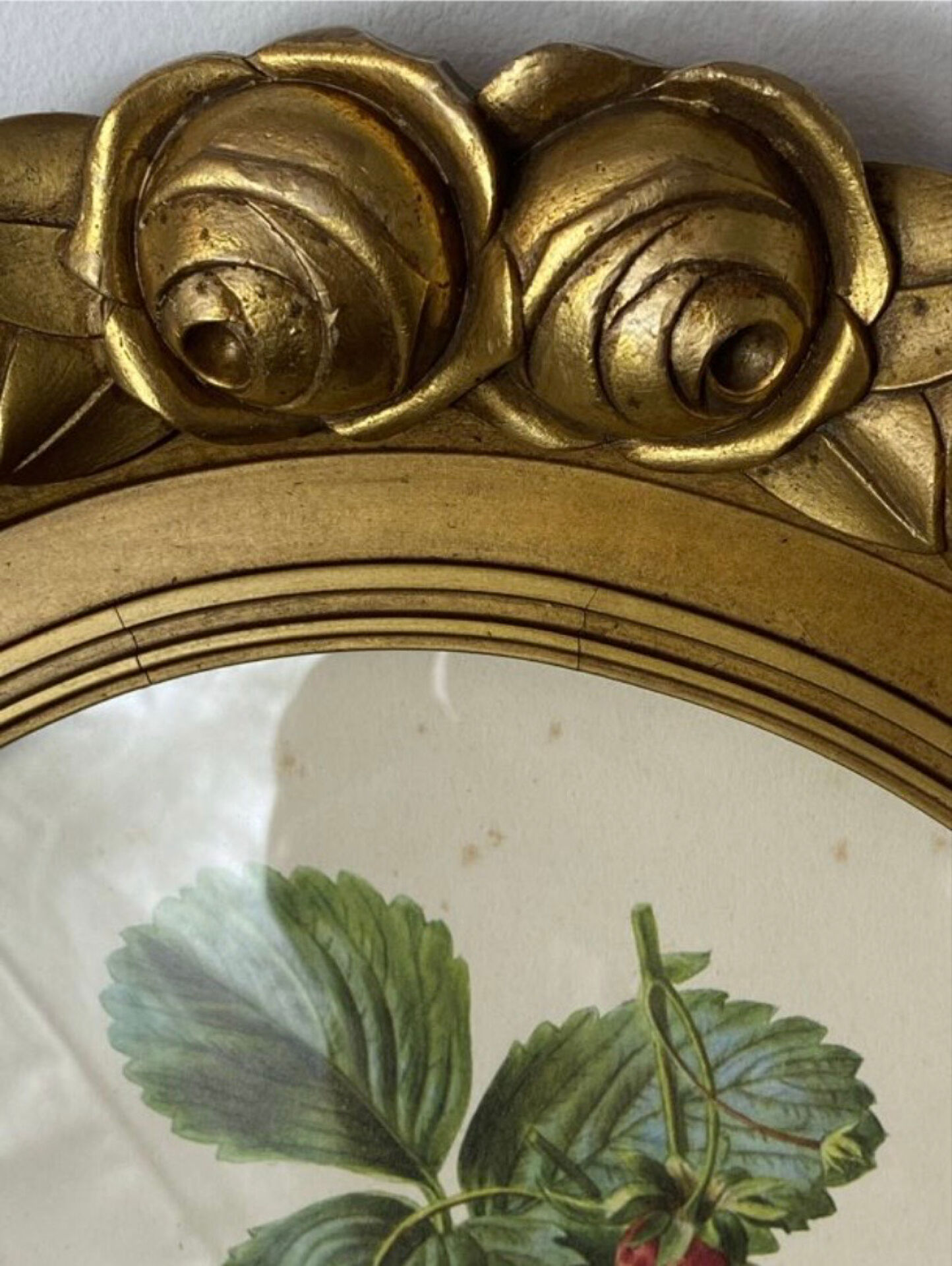 Framed botanical print of Fragaria Grandiflora