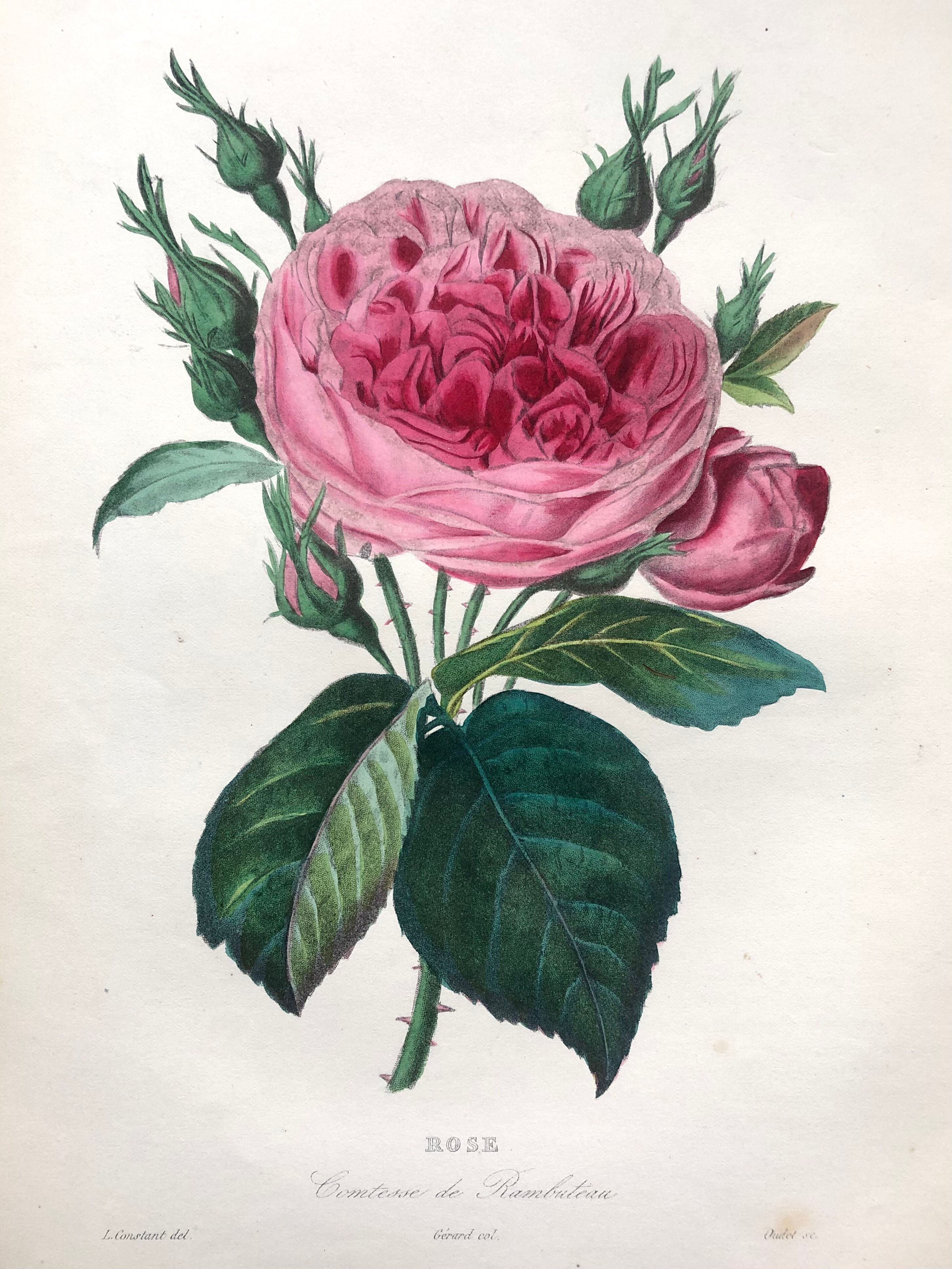 Affiche ancienne planche botanique 1854