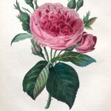 Affiche ancienne planche botanique 1854