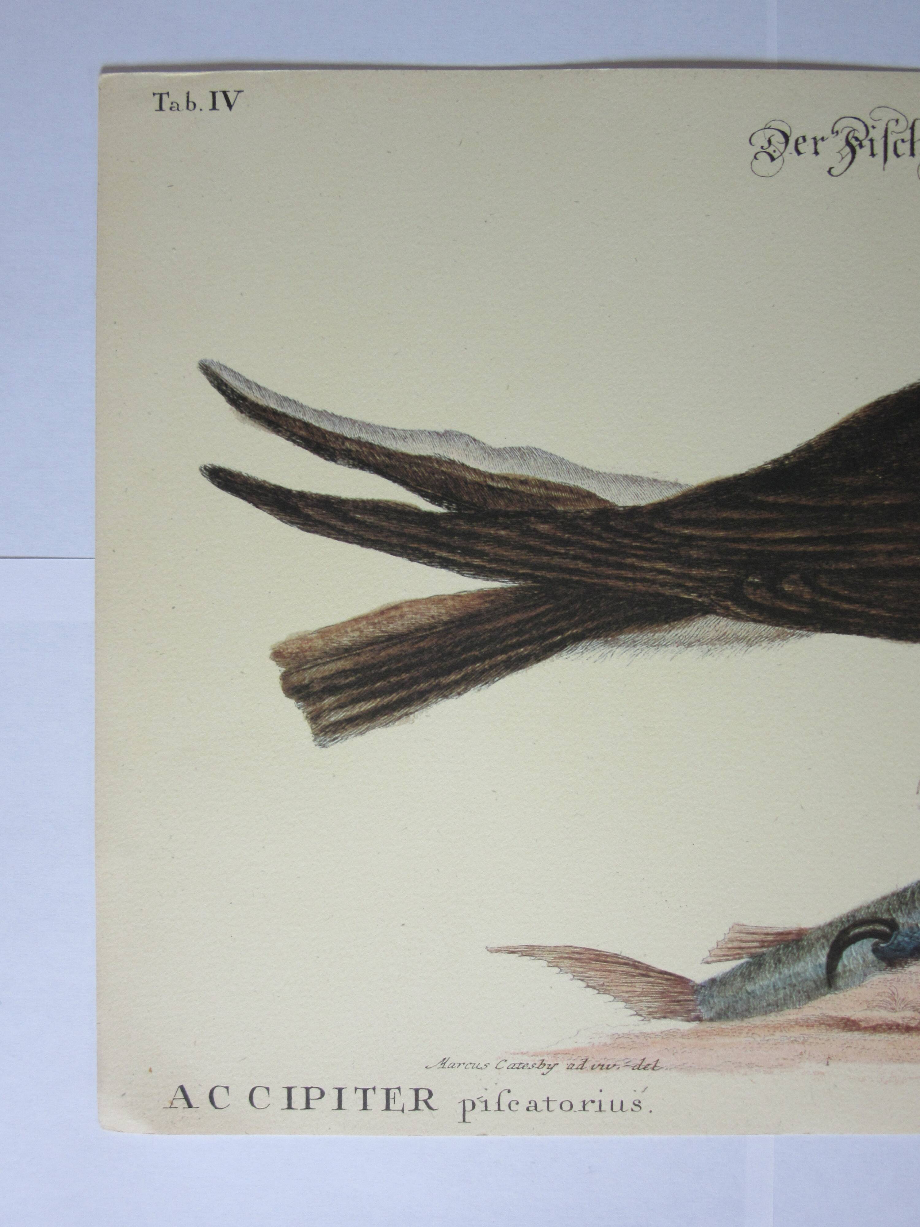 Engraving bird, falcon, repro Catesby/Seligmann