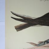 Engraving bird, falcon, repro Catesby/Seligmann