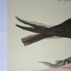 Engraving bird, falcon, repro Catesby/Seligmann