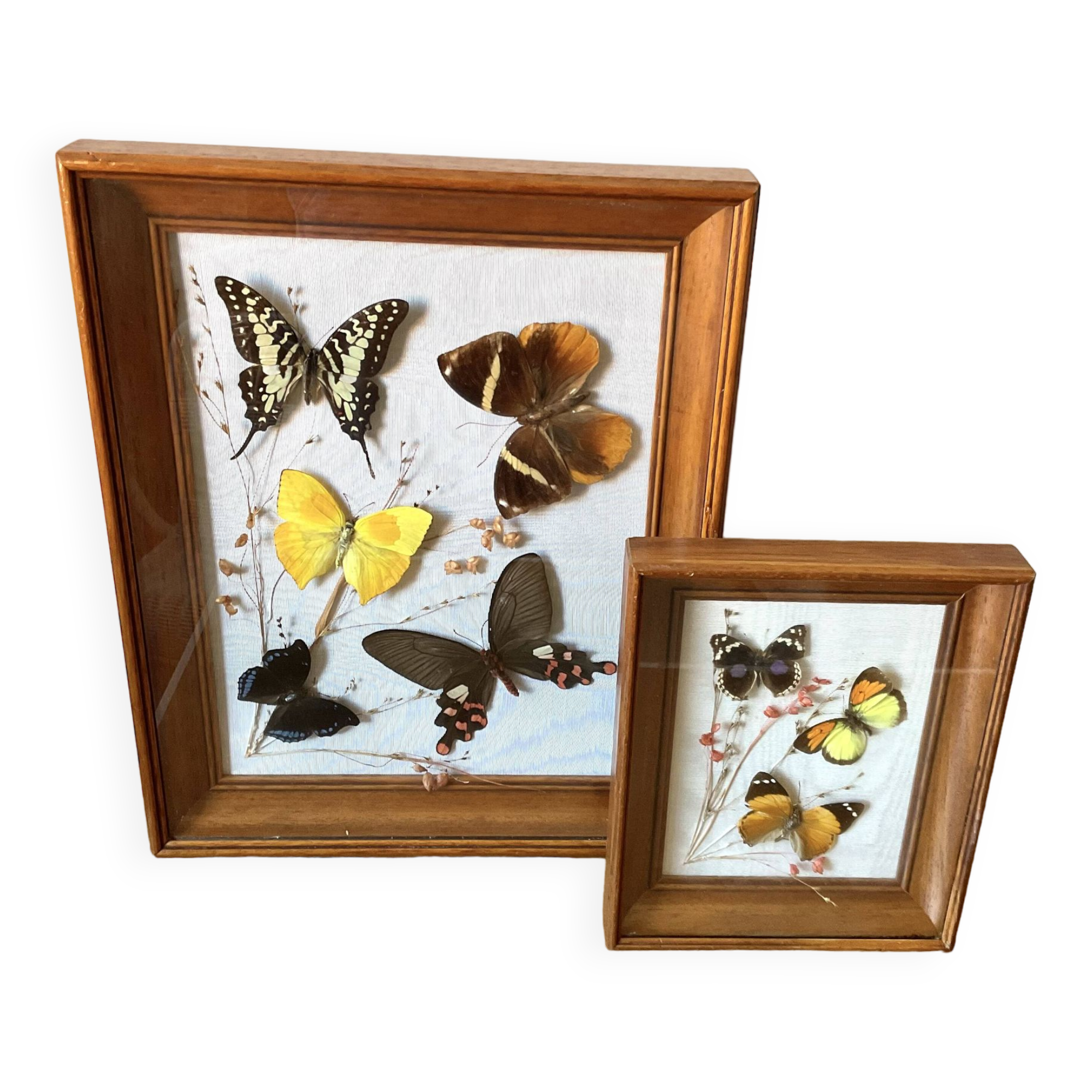 Lot de deux cadres papillons vintage