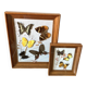 Lot de deux cadres papillons vintage