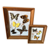 Lot de deux cadres papillons vintage