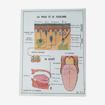Affiche scolaire vintage MDI "Le Système Nerveux - La Peau et le Toucher"