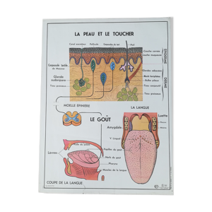 Affiche scolaire vintage