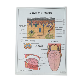 Affiche scolaire vintage MDI "Le Système Nerveux - La Peau et le Toucher"