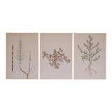 Set of 3 botanical plates Geigy, horsetail, soda and purslane