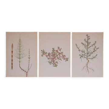 Set of 3 botanical plates Geigy, horsetail, soda and purslane