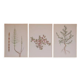 Set of 3 botanical plates Geigy, horsetail, soda and purslane