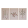 Lot de 3 planches botaniques Geigy, Prêle, soude et pourpier