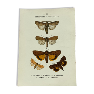 Vintage botanical plate antique butterfly engraving 1903 double-sided G. Denise
