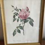 Frame Botanical illustration Dreaded rose of the Indies