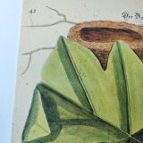 Gravure ancienne oiseau -Oiseau Baltimore- Planche zoologique de Seligmann & Catesby